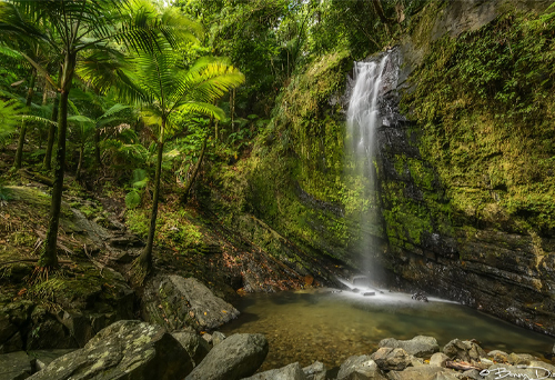 Puerto Rico El Yunque Rainforest